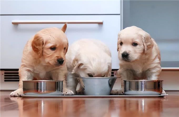 养一只狗和养两只狗,区别有多大?过来人:这5点最明显!