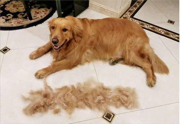 养一只狗和养两只狗,区别有多大?过来人:这5点最明显!