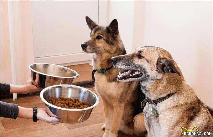 养一只狗和养两只狗,区别有多大?过来人:这5点最明显!