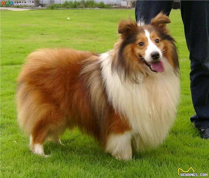 长相酷似小马驹,其实竟然是个牧羊犬,带你了解一下喜乐蒂牧羊犬
