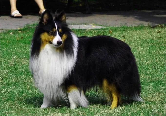 长相酷似小马驹,其实竟然是个牧羊犬,带你了解一下喜乐蒂牧羊犬