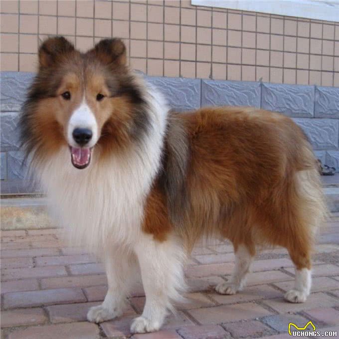 长相酷似小马驹,其实竟然是个牧羊犬,带你了解一下喜乐蒂牧羊犬