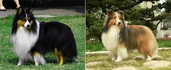 长相酷似小马驹,其实竟然是个牧羊犬,带你了解一下喜乐蒂牧羊犬