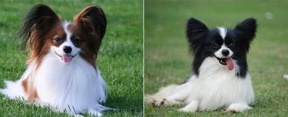 蝴蝶犬爱掉毛吗?导致蝴蝶犬掉毛的原因有哪些?