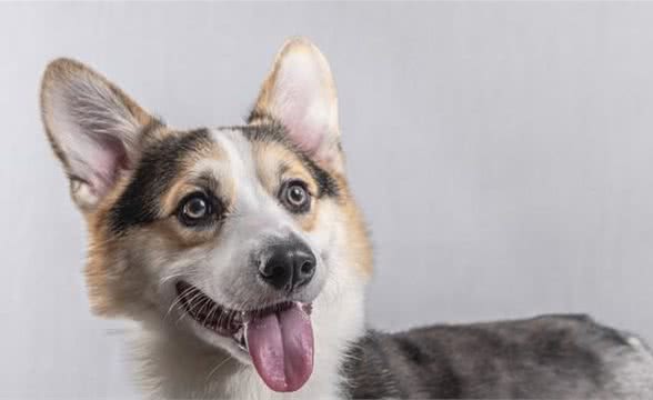 那条扒拉女孩和保洁阿姨的狗要被处理掉,为何无数网友为狗命不值