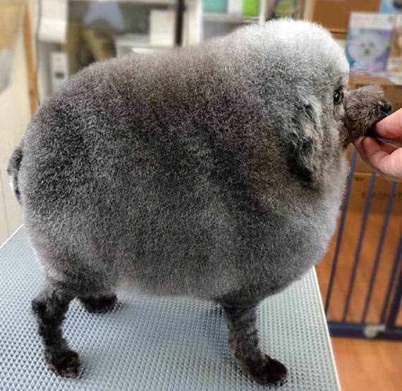 狗狗被带到宠物店美容,结束后一看造型,感觉狗子要自闭了