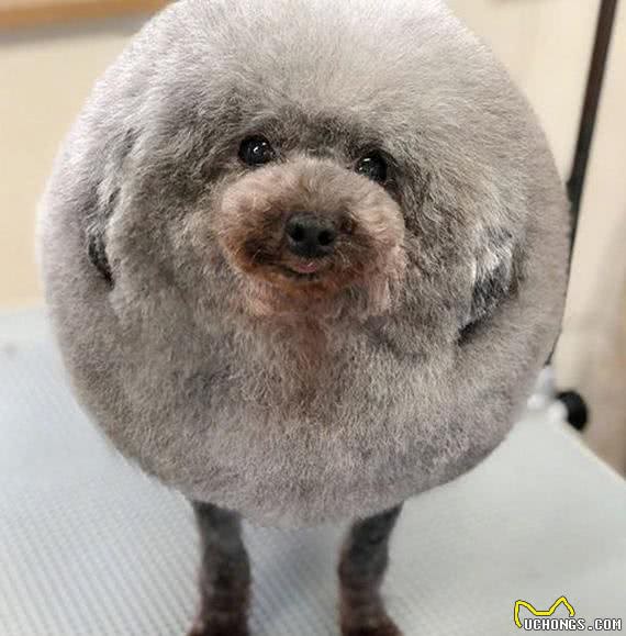 狗狗被带到宠物店美容,结束后一看造型,感觉狗子要自闭了