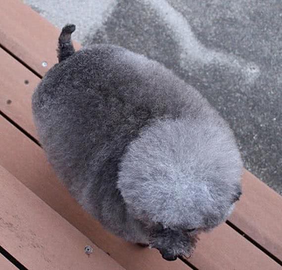 狗狗被带到宠物店美容,结束后一看造型,感觉狗子要自闭了