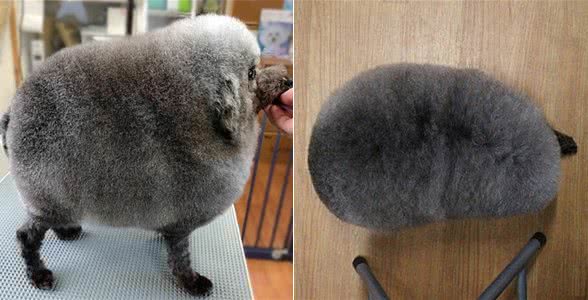 狗狗被带到宠物店美容,结束后一看造型,感觉狗子要自闭了