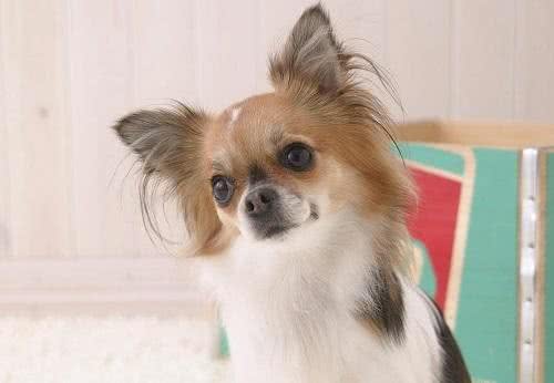 捣蛋鬼!怎么禁止蝴蝶犬乱翻垃圾桶?