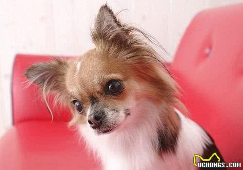 捣蛋鬼!怎么禁止蝴蝶犬乱翻垃圾桶?