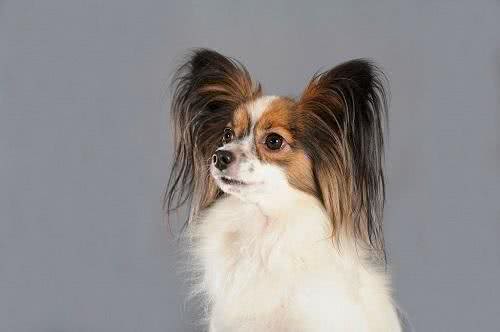 捣蛋鬼!怎么禁止蝴蝶犬乱翻垃圾桶?