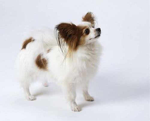 捣蛋鬼!怎么禁止蝴蝶犬乱翻垃圾桶?