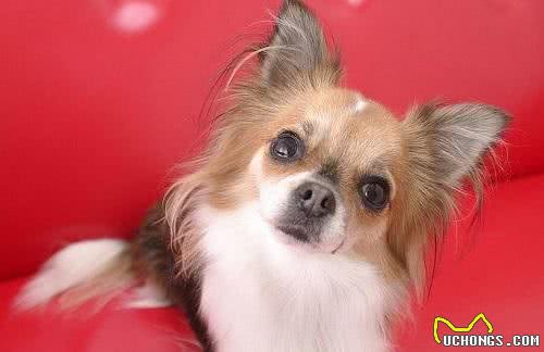 捣蛋鬼!怎么禁止蝴蝶犬乱翻垃圾桶?