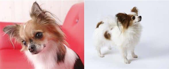 捣蛋鬼!怎么禁止蝴蝶犬乱翻垃圾桶?