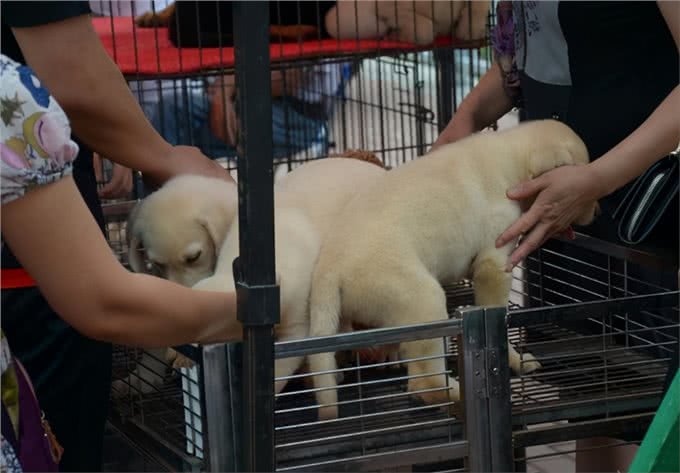 挑选篇:买狗有5不,你清楚吗?