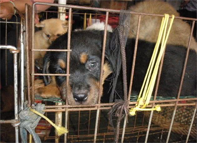 挑选篇:买狗有5不,你清楚吗?