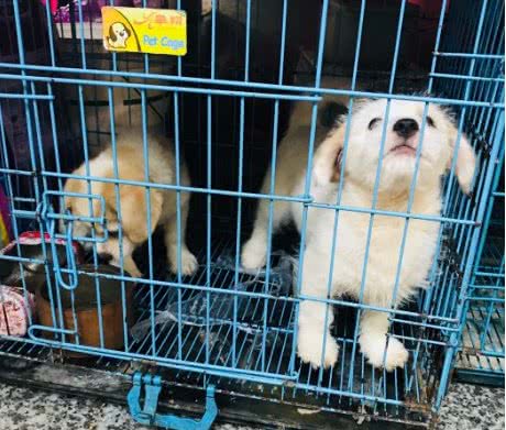 挑选篇:买狗有5不,你清楚吗?