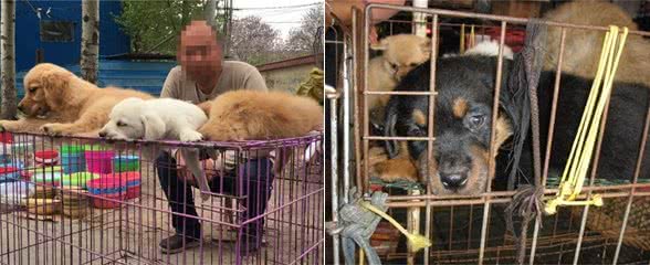 挑选篇:买狗有5不,你清楚吗?