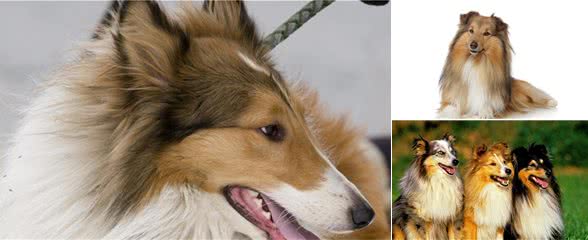 有着卓越情商的苏格兰牧羊犬,你值得拥有