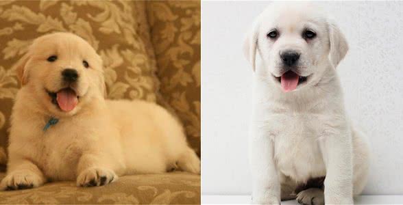 最适合家养的五种狗?看看你家的狗有没有上榜?