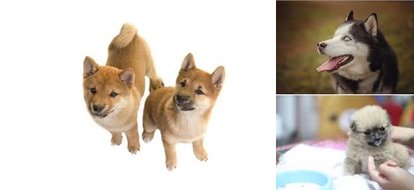 辟谣:给狗狗打疫苗选择四联就是需要打4针?四联只是疫苗的名字