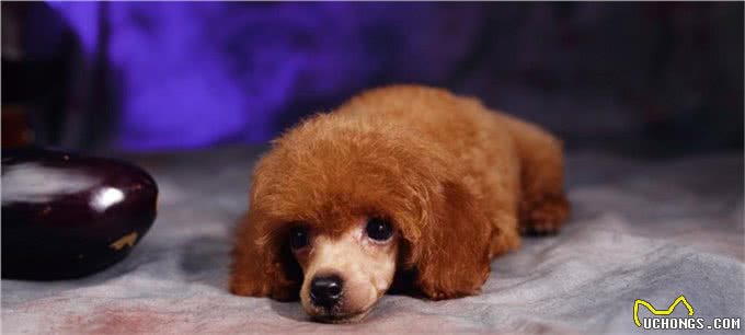 有这5种异常行为的贵宾犬，说明你忽视了它，让它很伤心