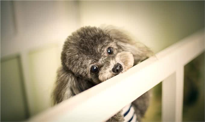 有这5种异常行为的贵宾犬,说明你忽视了它,让它很伤心