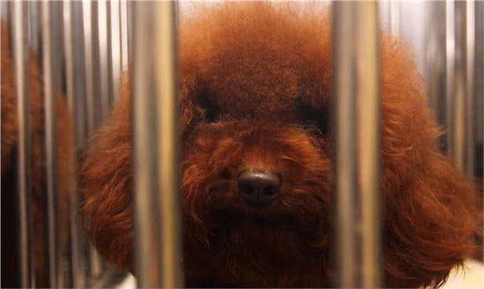 有这5种异常行为的贵宾犬,说明你忽视了它,让它很伤心