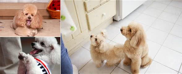 有这5种异常行为的贵宾犬，说明你忽视了它，让它很伤心