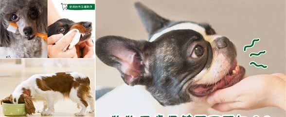 狗狗牙齿保健不可不知?!