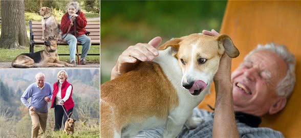 老年人养狗对身体极有利,能降低患病几率,还不会无聊孤独