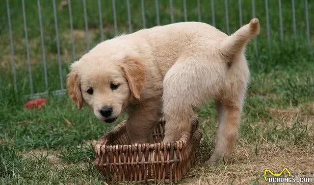 金毛幼犬训练几点建议捡屎官值得看看
