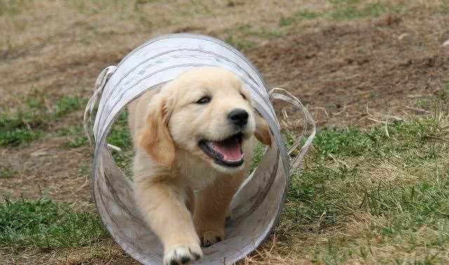 金毛幼犬训练几点建议捡屎官值得看看