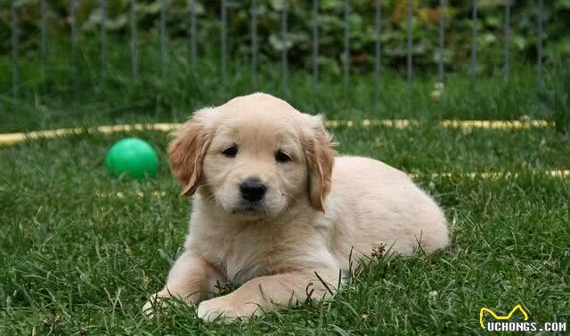 金毛幼犬训练几点建议捡屎官值得看看