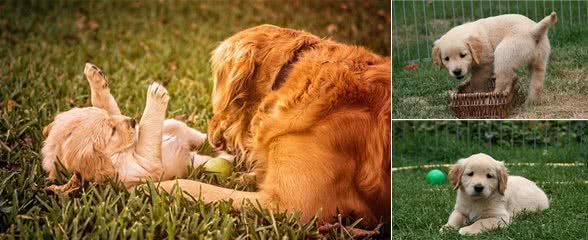 金毛幼犬训练几点建议捡屎官值得看看