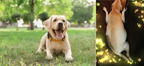 怀孕的狗狗:爱的奇迹与呵护的使命