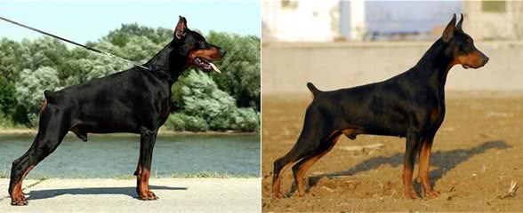 怎么选购杜宾犬?杜宾犬多少钱一只?