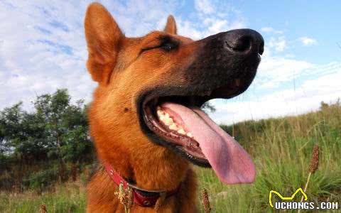 粗犷与高贵并存—德国牧羊犬