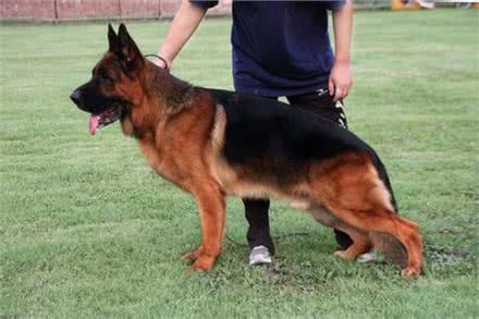 粗犷与高贵并存—德国牧羊犬