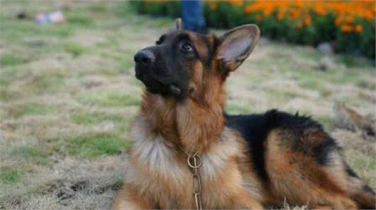 粗犷与高贵并存—德国牧羊犬