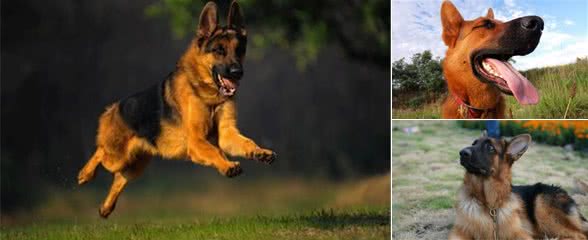 粗犷与高贵并存—德国牧羊犬