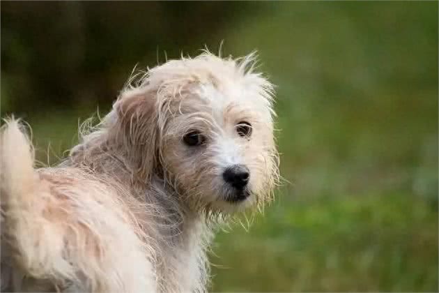 狗狗遛弯时的回头，不只是依赖，还有这些你不知道的小心思!