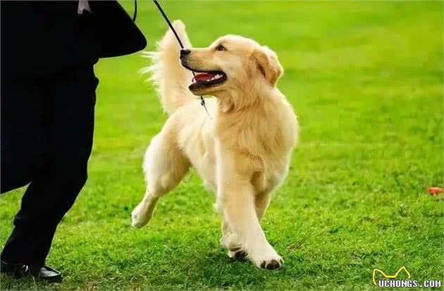 狗狗遛弯时的回头，不只是依赖，还有这些你不知道的小心思!