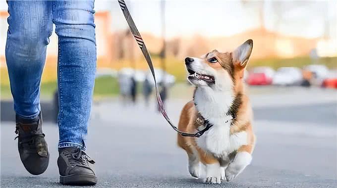 狗狗遛弯时的回头，不只是依赖，还有这些你不知道的小心思!