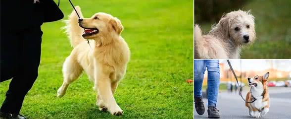 狗狗遛弯时的回头，不只是依赖，还有这些你不知道的小心思!