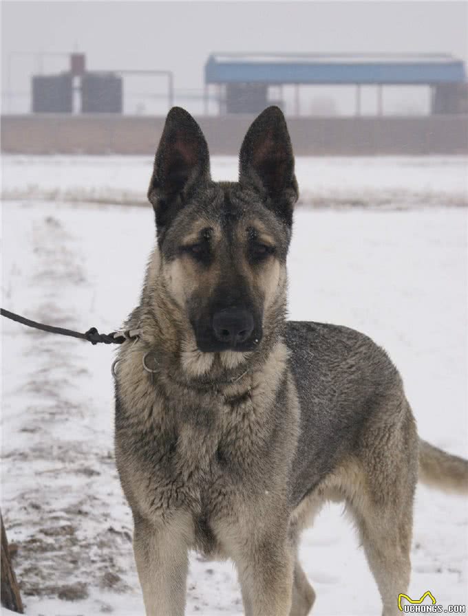 中国第一种民间培育的警犬:狼青比德牧还强悍