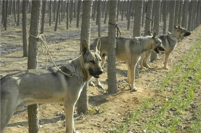 中国第一种民间培育的警犬:狼青比德牧还强悍