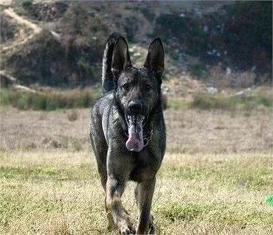 中国第一种民间培育的警犬:狼青比德牧还强悍