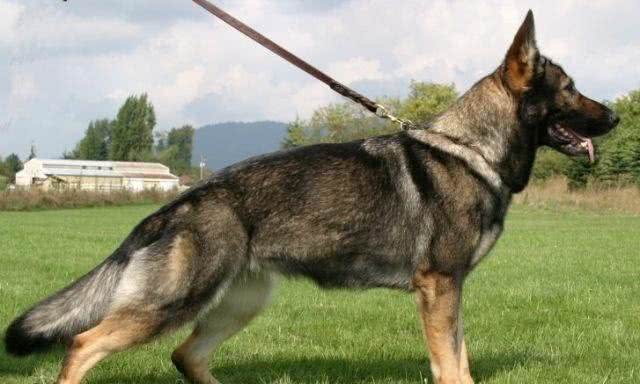 中国第一种民间培育的警犬:狼青比德牧还强悍